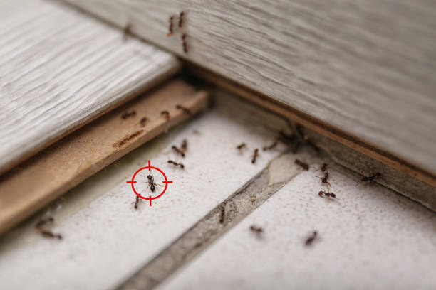 Pest Prevention Services in Ellsworth, WI