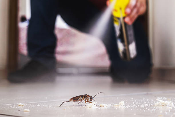 Best Spider Control Near Me  in Ellsworth, WI